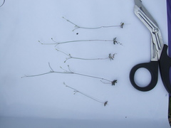 Mitrasacme nidulifera