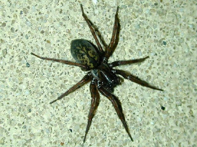 Spurred Woodland Funnelweavers From Bear Mountain, Orange County, Ny 