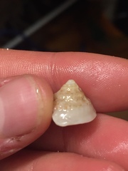 Bellastraea squamifera