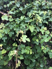 Vitis ficifolia