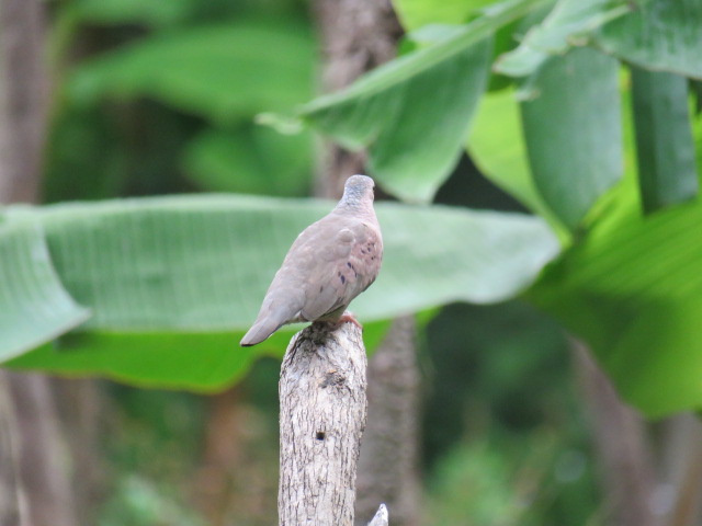 Common Ground Dove from El Madroñal, Nicaragua on May 21, 2017 at 11:11 ...