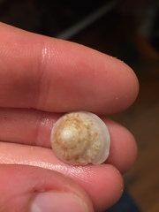 Bellastraea squamifera