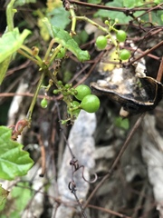 Vitis ficifolia