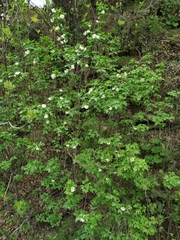 Staphylea colchica