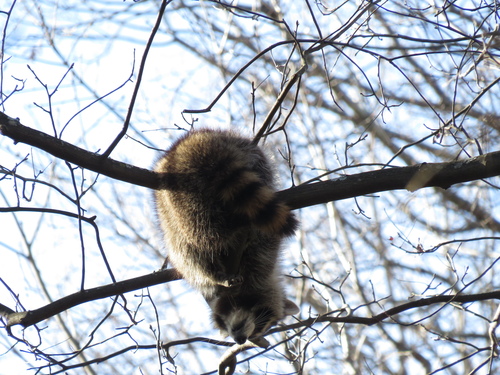 Common Raccoon photographed in Georgia