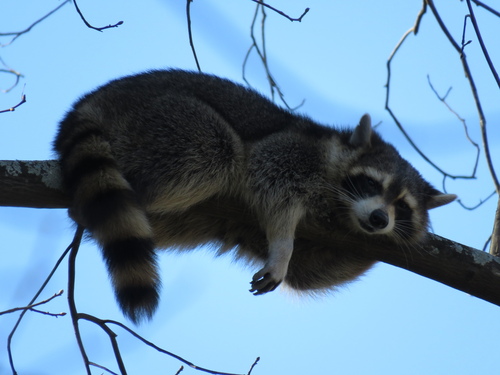 Common Raccoon photographed in Georgia