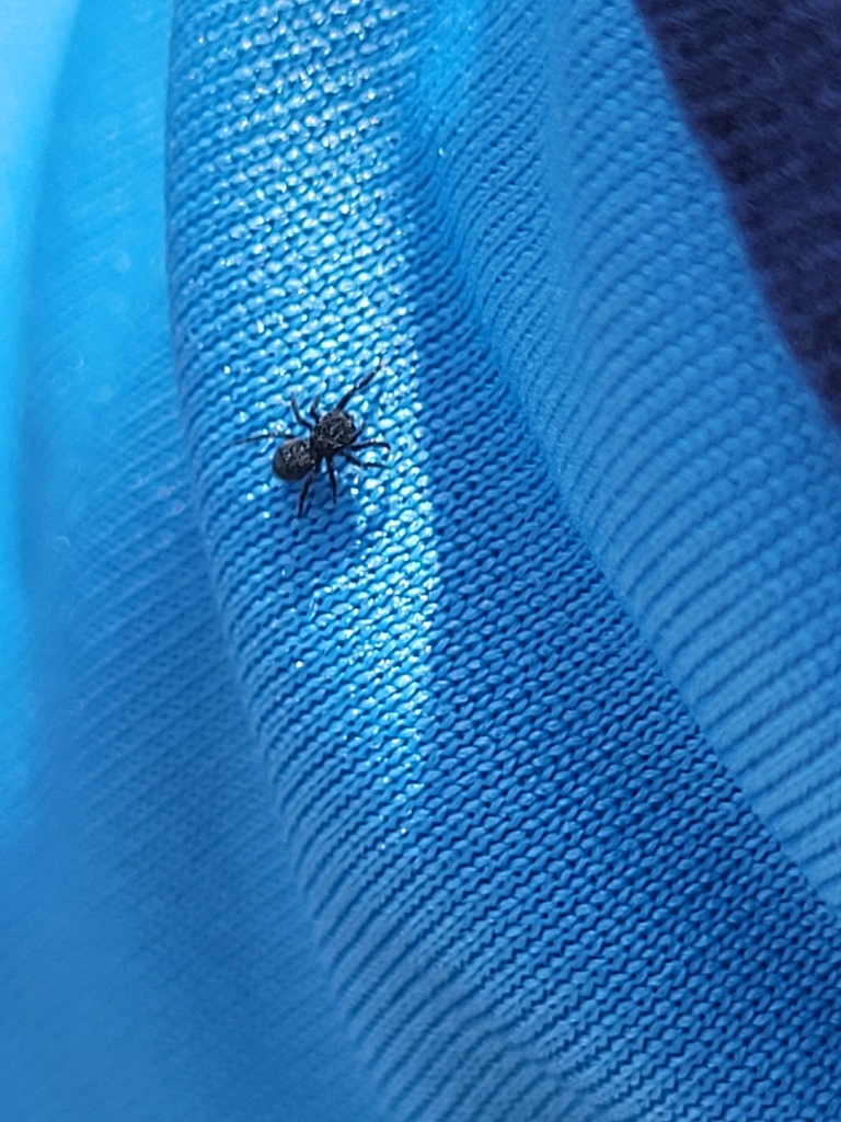 Jumping Spiders from Rolando Park, San Diego, CA 92115, USA on January