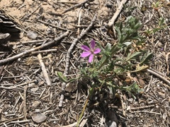 Erodium chium