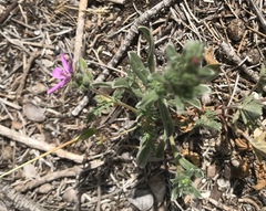 Erodium chium