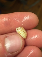 Agnewia tritoniformis