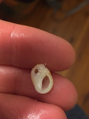 Agnewia tritoniformis