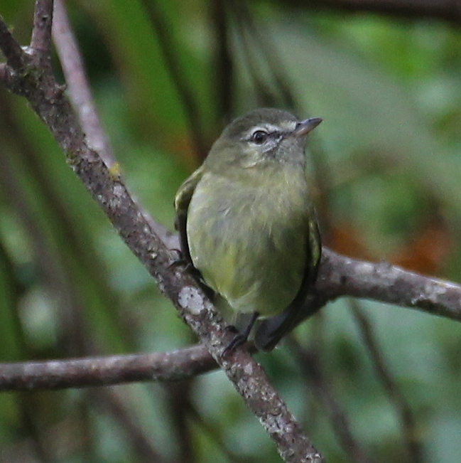 Greenish Tyrannulet (Phyllomyias virescens), photo 5