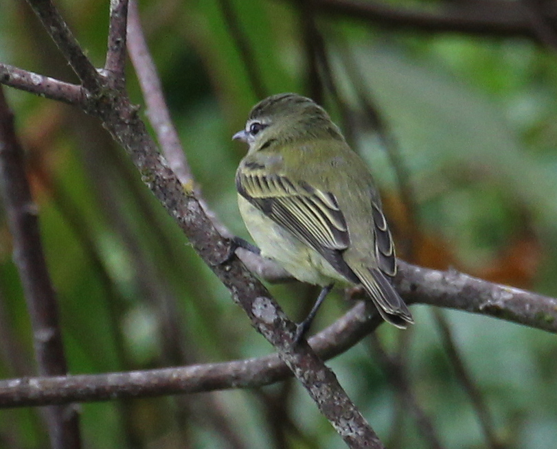 Greenish Tyrannulet (Phyllomyias virescens), photo 6