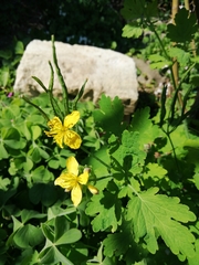 Chelidonium