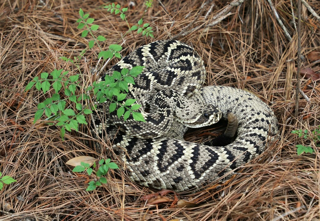 Eastern Diamondback Rattlesnake in April 2019 by Rob Van Epps. Private