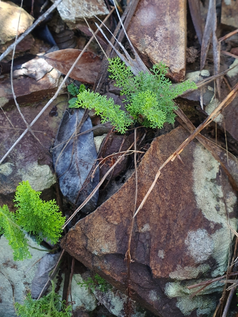 Anemia millefolia (Anemia millefolia)