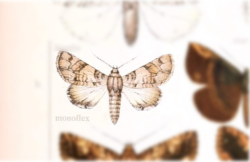 Orodesma monoflex · iNaturalist