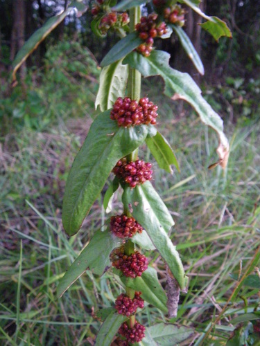 Image of Ammannia multiflora by (c) coenobita, some rights reserved (CC BY)