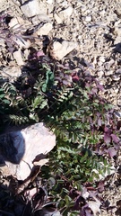 Sanguisorba minor balearica