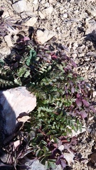 Sanguisorba minor balearica