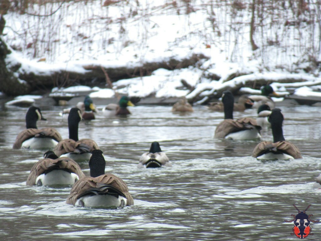 Canada Goose From Concord Vaughan ON L4K Canada On January 7 2024   Large 