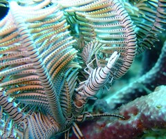 Laomenes amboinensis