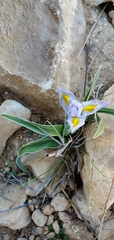 Iris regis-uzziae, photograph (c) Mitch Van Dyke, some rights reserved (CC BY)