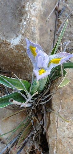 Iris regis-uzziae, photograph 2