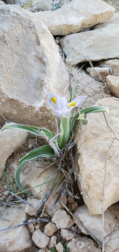 Iris regis-uzziae, photograph 3