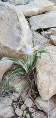 Iris regis-uzziae, photograph (c) Mitch Van Dyke, some rights reserved (CC BY)