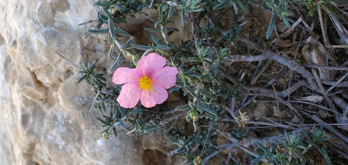 Helianthemum vesicarium, photograph 5