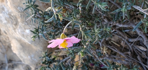 Helianthemum vesicarium, photograph 6