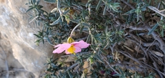 Helianthemum vesicarium, photograph (c) Mitch Van Dyke, some rights reserved (CC BY)