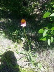 Echinacea atrorubens
