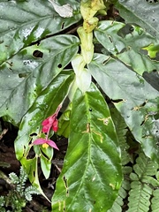 Begonia tonduzii image