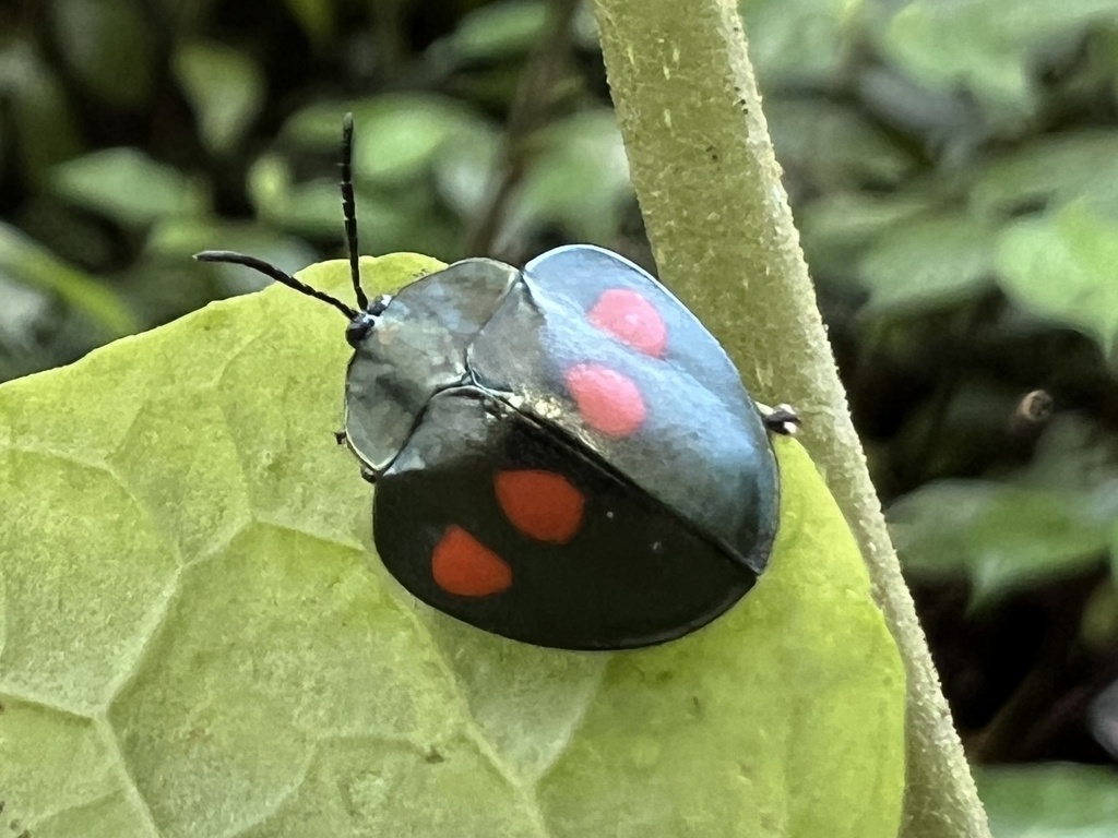 Stolas lebasii