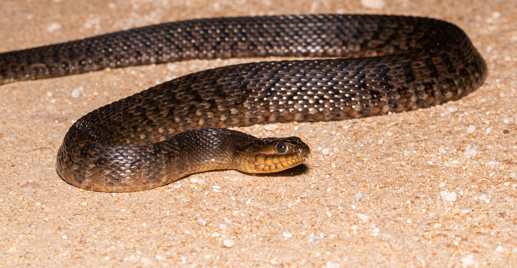 Florida Green Watersnake In January 2024 By Oonagh INaturalist   Large 