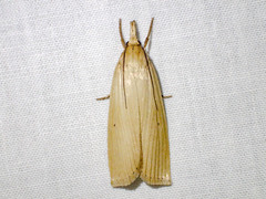 Calamotropha delatalis