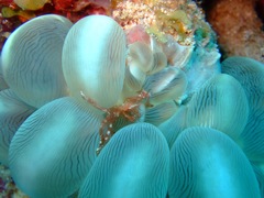 Achaeus japonicus