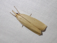 Calamotropha delatalis