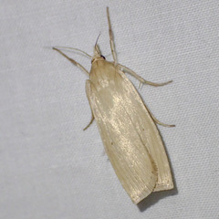 Calamotropha delatalis