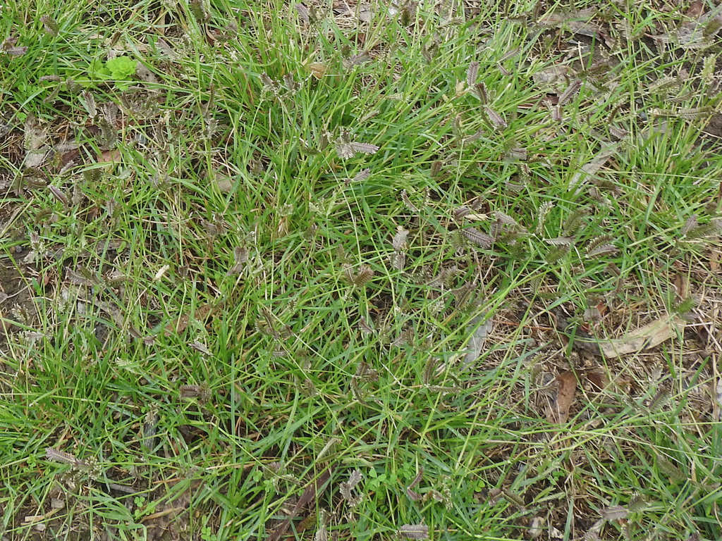 Three-spiked Goose Grass From Panton Hill Vic 3759, Australia On 