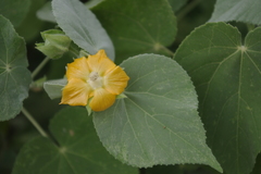 Abutilon auritum