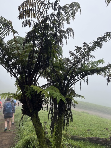 Galápagos tree fern (Cyathea weatherbyana)