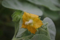 Abutilon auritum