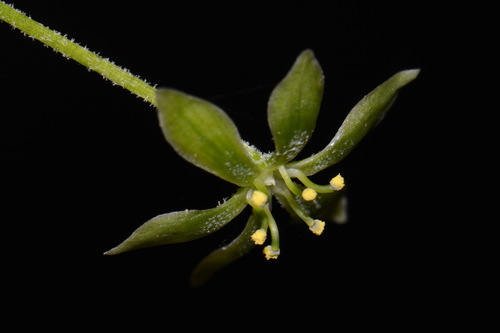 Image of Melanthium parviflorum by (c) Brian Finzel, some rights reserved (CC BY-SA)