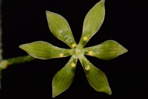 Image of Appalachian bunchflower by (c) Brian Finzel, some rights reserved (CC BY-SA)