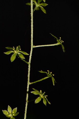 Image of Melanthium parviflorum by (c) Brian Finzel, some rights reserved (CC BY-SA)