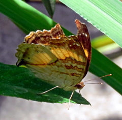 Junonia elgiva