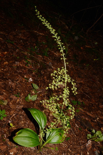 Image of Melanthium parviflorum by (c) Brian Finzel, some rights reserved (CC BY-SA)